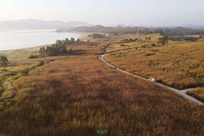 蜜蜂向上跳